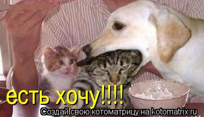 есть хочу!!!!... Котоматрица: есть хочу!!!!