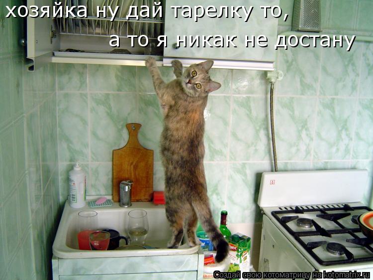 хозяйка ну дай тарелку то, а то я никак не достану... Котоматрица: хозяйка ну дай тарелку то, а то я никак не достану