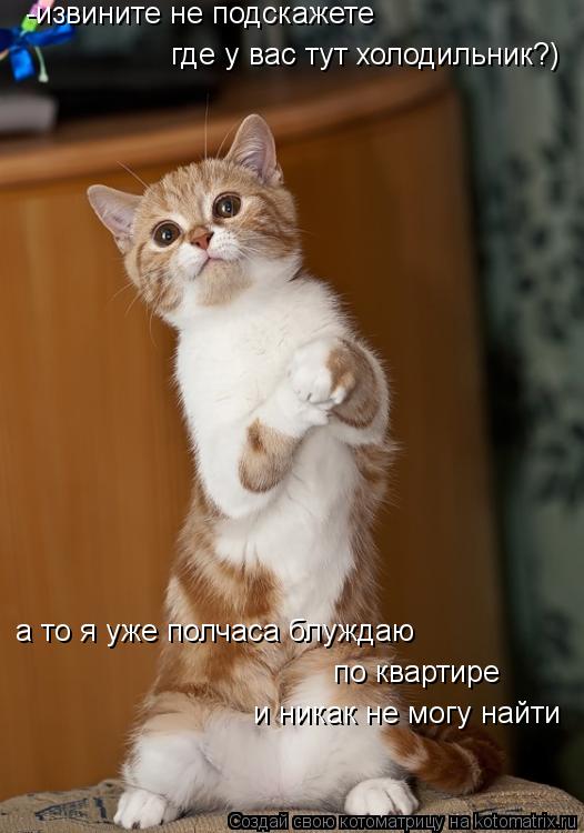 -извините не подскажете где у вас тут холодильник?) а то я уже полчаса блуждаю по квартире и никак н... Котоматрица: -извините не подскажете где у вас тут холодильник?) а то я уже полчаса блуждаю по квартире и никак не могу найти