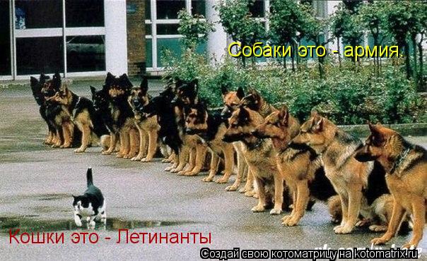 Собаки это - армия. Кошки это - Летинанты... Котоматрица: Собаки это - армия. Кошки это - Летинанты