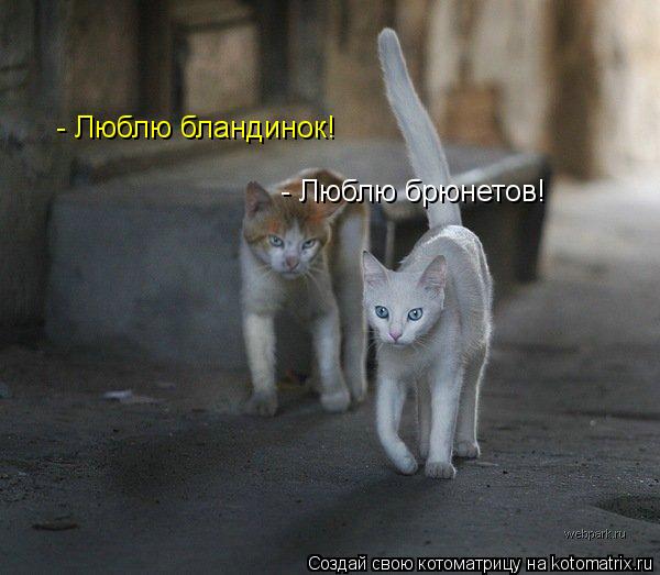 - Люблю бландинок! - Люблю брюнетов!... Котоматрица: - Люблю бландинок! - Люблю брюнетов!