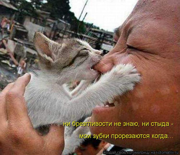 ни брезгливости не знаю, ни стыда - мои зубки прорезаются когда...... Котоматрица: ни брезгливости не знаю, ни стыда - мои зубки прорезаются когда...
