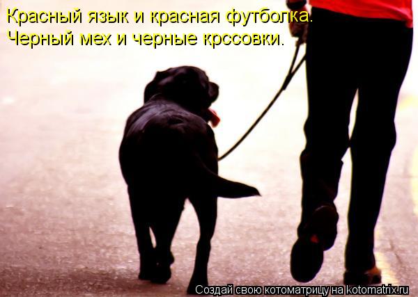 Красный язык и красная футболка. Черный мех и черные крссовки.... Котоматрица: Красный язык и красная футболка. Черный мех и черные крссовки.