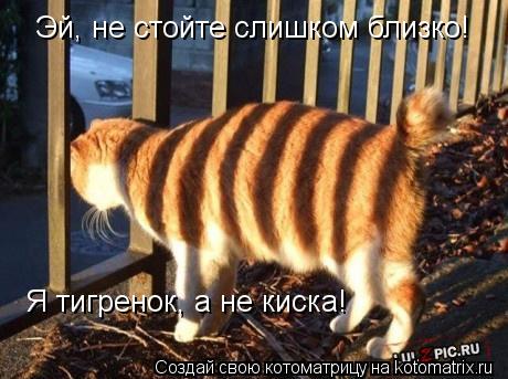Эй, не стойте слишком близко! Я тигренок, а не киска!... Котоматрица: Эй, не стойте слишком близко! Я тигренок, а не киска!