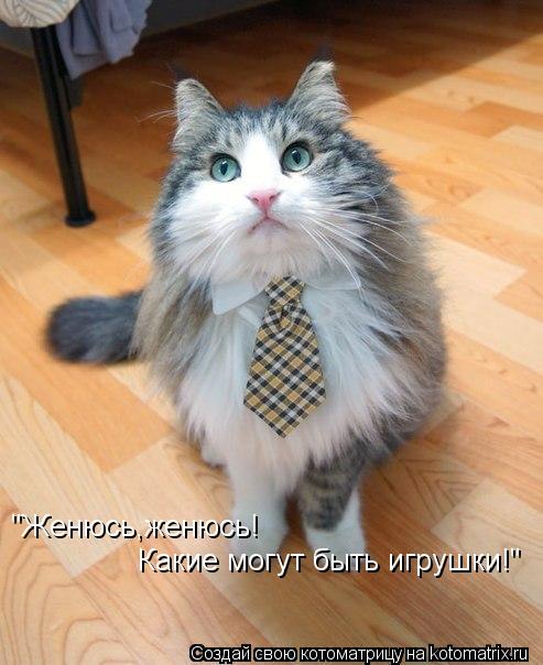 "Женюсь,женюсь! Какие могут быть игрушки!"... Котоматрица: "Женюсь,женюсь! Какие могут быть игрушки!"
