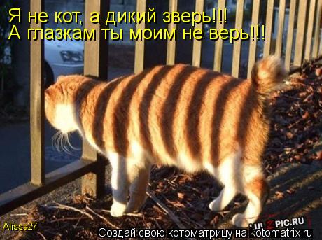 Я не кот, а дикий зверь!!! Alissa27 А глазкам ты моим не верь!!!... Котоматрица: Я не кот, а дикий зверь!!! Alissa27 А глазкам ты моим не верь!!!