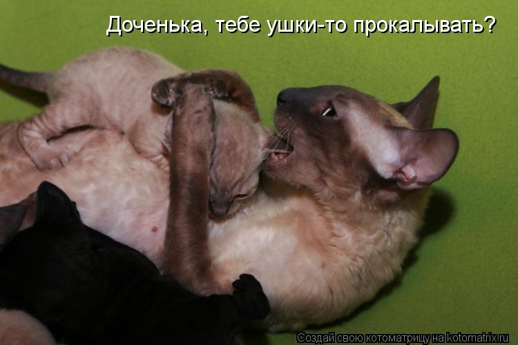 Доченька, тебе ушки-то прокалывать?... Котоматрица: Доченька, тебе ушки-то прокалывать?