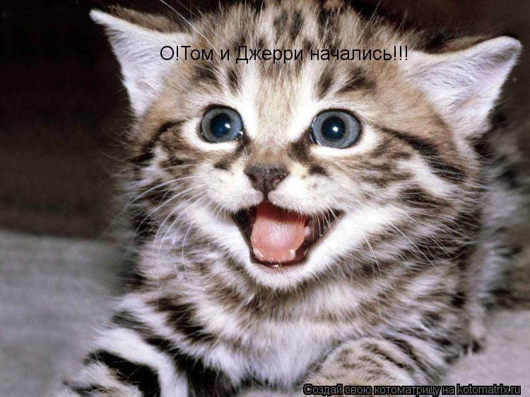 О!Том и Джерри начались!!!... Котоматрица: О!Том и Джерри начались!!!