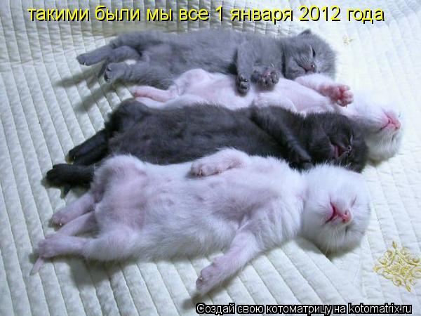 такими были мы все 1 января 2012 года... Котоматрица: такими были мы все 1 января 2012 года