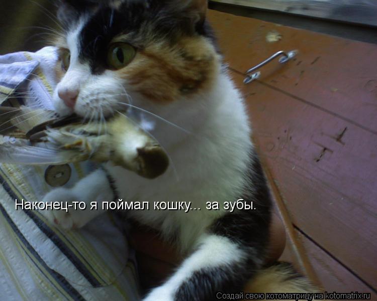 Наконец-то я поймал кошку... за зубы.... Котоматрица: Наконец-то я поймал кошку... за зубы.