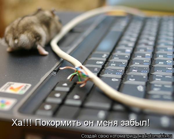 Ха!!! Покормить он меня забыл!... Котоматрица: Ха!!! Покормить он меня забыл!