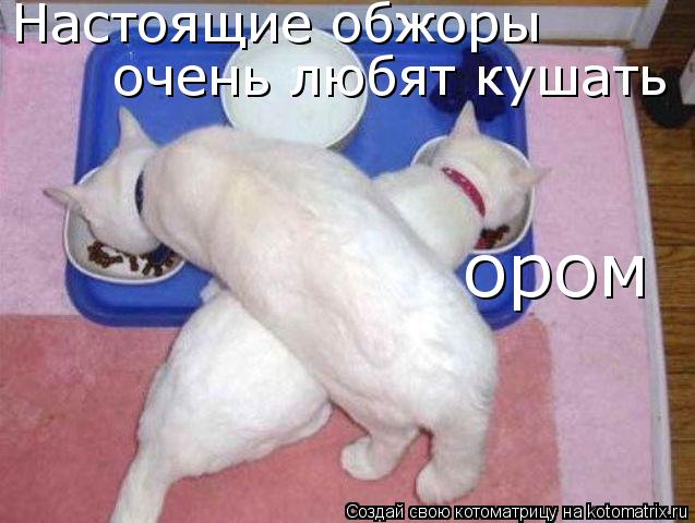 Настоящие обжоры очень любят кушать ором... Котоматрица: Настоящие обжоры очень любят кушать ором