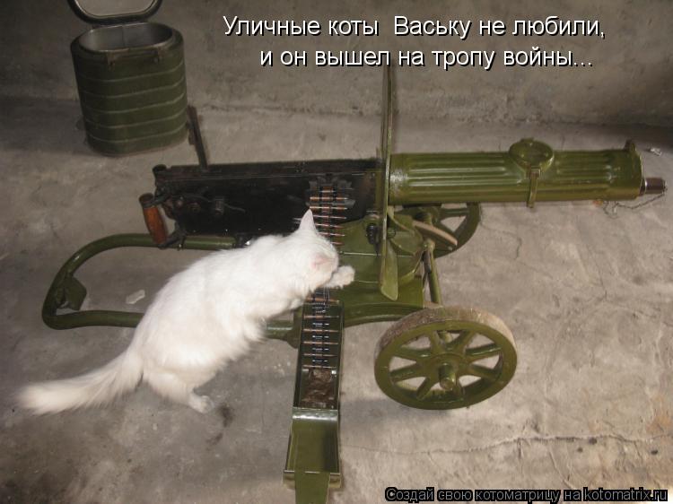 Котоматрица: Уличные коты  Ваську не любили, и он вышел на тропу войны...