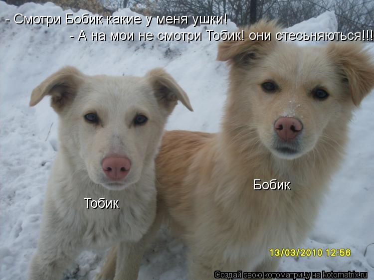- Смотри Бобик какие у меня ушки! - А на мои не смотри Тобик! они стесьняються!!! Тобик Бобик... Котоматрица: - Смотри Бобик какие у меня ушки! - А на мои не смотри Тобик! они стесьняються!!! Тобик Бобик