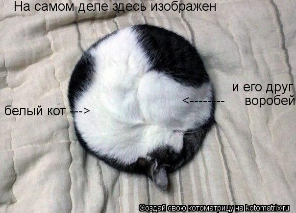 На самом деле здесь изображен белый кот ---> <-------- воробей и его друг... Котоматрица: На самом деле здесь изображен белый кот ---> <-------- воробей и его друг