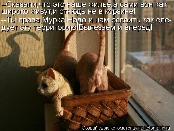 --Сказали,что это наше жильё,а сами вон как широко живут,и отнюдь не в корзине! --Ты права,Мурка!Надо... Котоматрица: --Сказали,что это наше жильё,а сами вон как широко живут,и отнюдь не в корзине! --Ты права,Мурка!Надо и нам освоить как сле- дует эту территорию