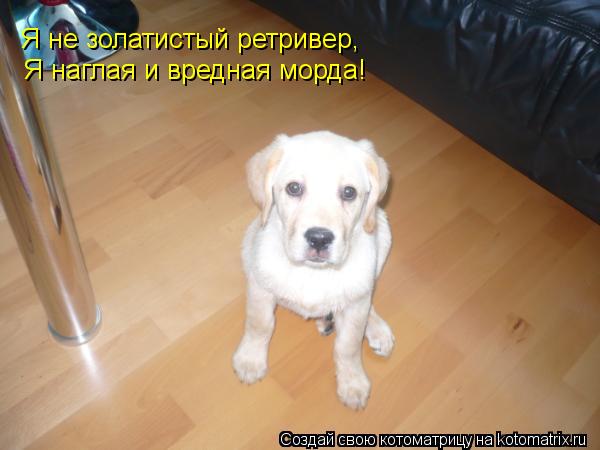 Я не золатистый ретривер, Я наглая и вредная морда!... Котоматрица: Я не золатистый ретривер, Я наглая и вредная морда!