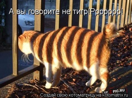 А вы говорите не тигр!Ррррррр!... Котоматрица: А вы говорите не тигр!Ррррррр!