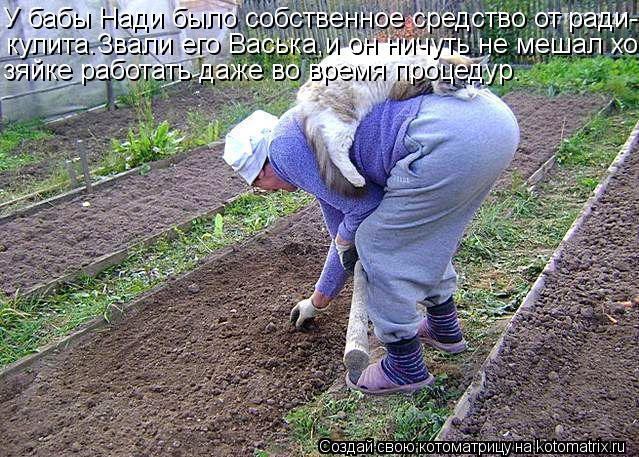 У бабы Нади было собственное средство от ради- кулита.Звали его Васька,и он ничуть не мешал хо- зяйке... Котоматрица: У бабы Нади было собственное средство от ради- кулита.Звали его Васька,и он ничуть не мешал хо- зяйке работать даже во время процедур.