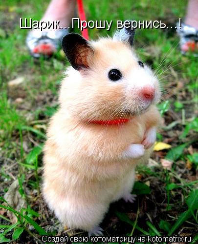 Шарик...Прошу вернись...!... Котоматрица: Шарик...Прошу вернись...!