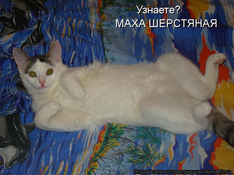 Узнаете? МАХА ШЕРСТЯНАЯ... Котоматрица: Узнаете? МАХА ШЕРСТЯНАЯ