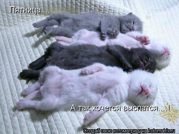 Пятница.... А так хочется выспатся....!... Котоматрица: Пятница.... А так хочется выспатся....!
