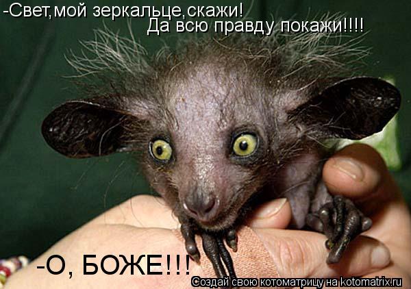 -Свет,мой зеркальце,скажи! Да всю правду покажи!!!! -О, БОЖЕ!!!... Котоматрица: -Свет,мой зеркальце,скажи! Да всю правду покажи!!!! -О, БОЖЕ!!!