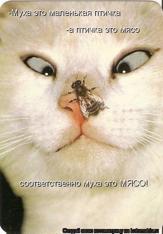 -а птичка это мясо соответственно муха это МЯСО! -Муха это маленькая птичка... Котоматрица: -а птичка это мясо соответственно муха это МЯСО! -Муха это маленькая птичка