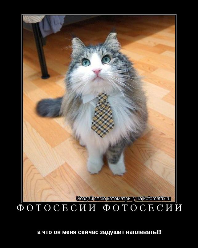фотосесии фотосесии а что он меня сейчас задушит наплевать!!!... Котоматрица: фотосесии фотосесии а что он меня сейчас задушит наплевать!!!