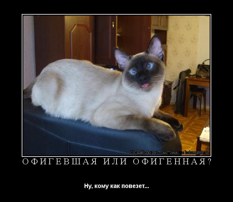 ОФИГЕВШАЯ ИЛИ ОФИГЕННАЯ? Ну, кому как повезет...... Котоматрица: ОФИГЕВШАЯ ИЛИ ОФИГЕННАЯ? Ну, кому как повезет...