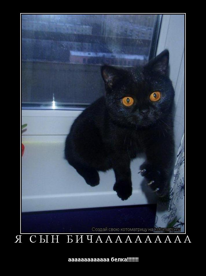 я сын бичаааааааааа ааааааааааааа белка!!!!!!!!... Котоматрица: я сын бичаааааааааа ааааааааааааа белка!!!!!!!!