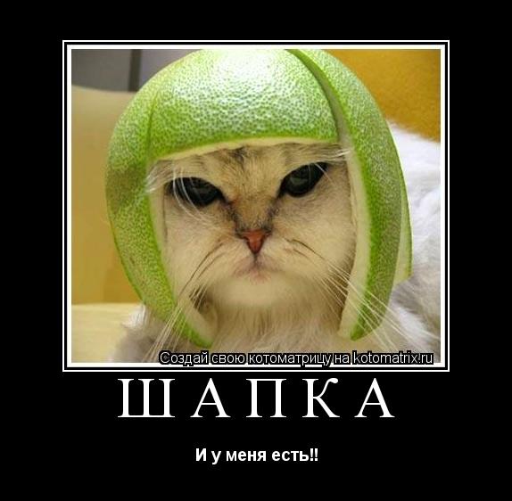 ШАПкА И у меня есть!!... Котоматрица: ШАПкА И у меня есть!!