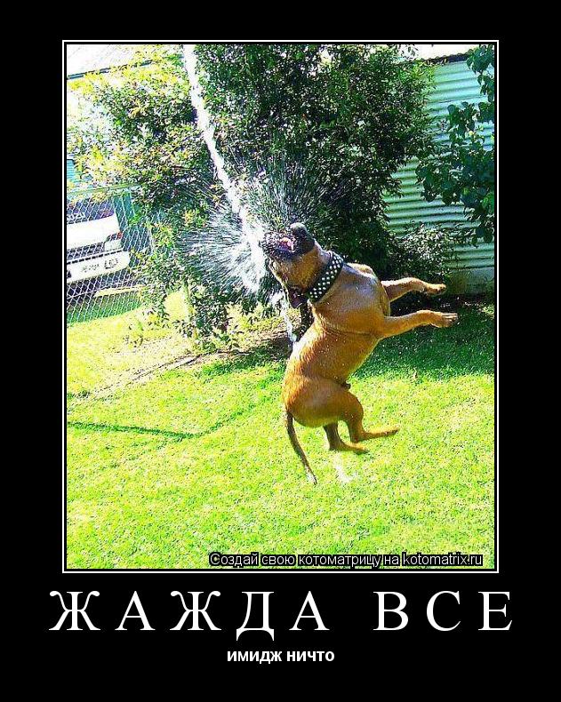 ЖАЖДА ВСЕ имидж ничто... Котоматрица: ЖАЖДА ВСЕ имидж ничто