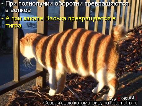 - При полнолунии оборотни превращяются в волков - А при закате Васька превращяется в тигра... Котоматрица: - При полнолунии оборотни превращяются в волков - А при закате Васька превращяется в тигра