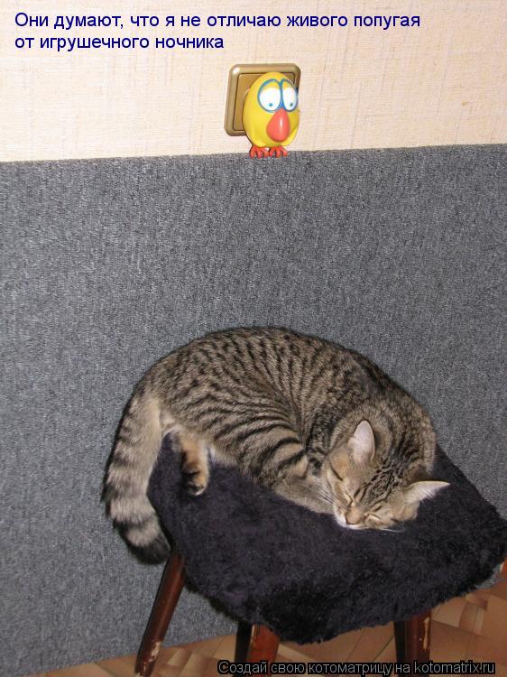 Они думают, что я не отличаю живого попугая от игрушечного ночника... Котоматрица: Они думают, что я не отличаю живого попугая от игрушечного ночника