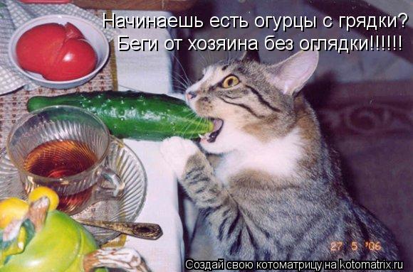 Начинаешь есть огурцы с грядки? Беги от хозяина без оглядки!!!!!!... Котоматрица: Начинаешь есть огурцы с грядки? Беги от хозяина без оглядки!!!!!!