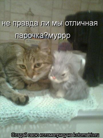 не правда ли мы отличная парочка?муррр... Котоматрица: не правда ли мы отличная парочка?муррр