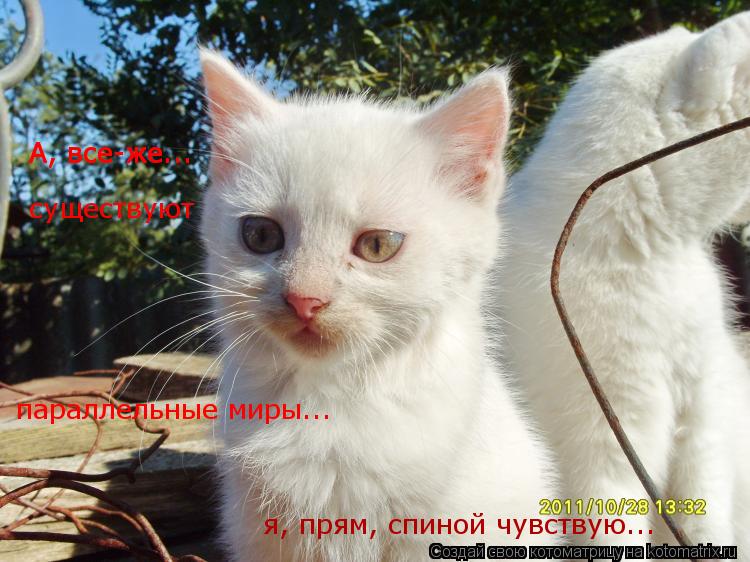А, все-же... я, прям, спиной чувствую... существуют параллельные миры... А, все-же...... Котоматрица: А, все-же... я, прям, спиной чувствую... существуют параллельные миры... А, все-же...