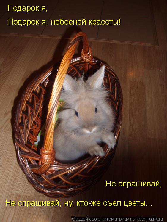 Подарок я, Подарок я, небесной красоты! Не спрашивай, ну, кто-же съел цветы... Не спрашивай,... Котоматрица: Подарок я, Подарок я, небесной красоты! Не спрашивай, ну, кто-же съел цветы... Не спрашивай,