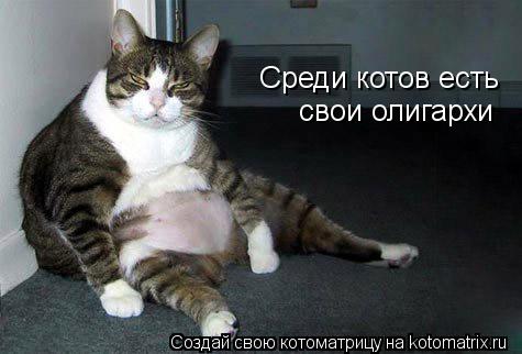 Среди котов есть свои олигархи... Котоматрица: Среди котов есть свои олигархи