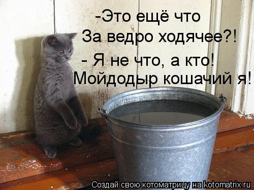 -Это ещё что За ведро ходячее?! - Я не что, а кто! Мойдодыр кошачий я!... Котоматрица: -Это ещё что За ведро ходячее?! - Я не что, а кто! Мойдодыр кошачий я!