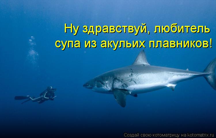 Ну здравствуй, любитель супа из акульих плавников!... Котоматрица: Ну здравствуй, любитель супа из акульих плавников!