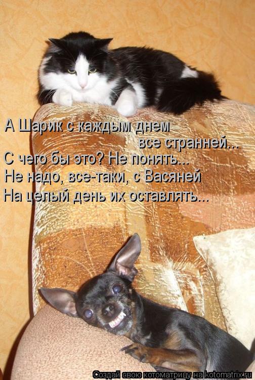 А Шарик с каждым днем все странней... С чего бы это? Не понять... Не надо, все-таки, с Васяней На це... Котоматрица: А Шарик с каждым днем все странней... С чего бы это? Не понять... Не надо, все-таки, с Васяней На целый день их оставлять...