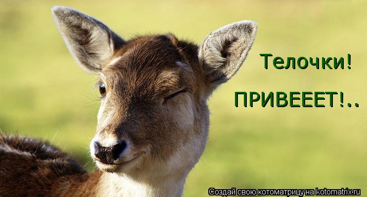 Телочки! ПРИВЕЕЕТ!..... Котоматрица: Телочки! ПРИВЕЕЕТ!..