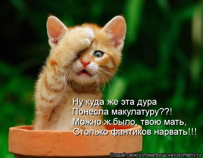 Ну куда же эта дура Понесла макулатуру??! Можно ж было, твою мать, Столько фантиков нарвать!!!... Котоматрица: Ну куда же эта дура Понесла макулатуру??! Можно ж было, твою мать, Столько фантиков нарвать!!!