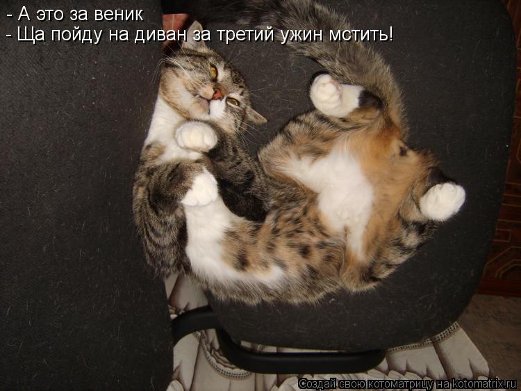 - А это за веник - Ща пойду на диван за третий ужин мстить!... Котоматрица: - А это за веник - Ща пойду на диван за третий ужин мстить!