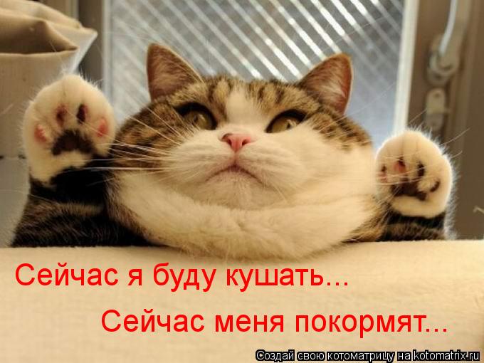 Сейчас я буду кушать... Сейчас меня покормят...... Котоматрица: Сейчас я буду кушать... Сейчас меня покормят...