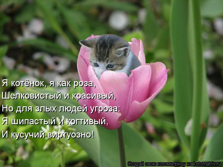 Я котёнок, я как роза, Шелковистый и красивый, Но для злых людей угроза: Я шипастый и когтивый, И кус... Котоматрица: Я котёнок, я как роза, Шелковистый и красивый, Но для злых людей угроза: Я шипастый и когтивый, И кусучий виртуозно!