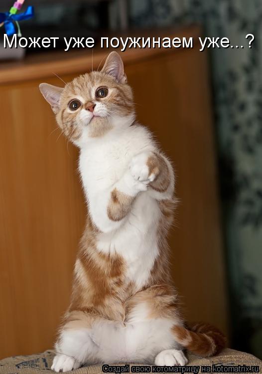 Может уже поужинаем уже...?... Котоматрица: Может уже поужинаем уже...?