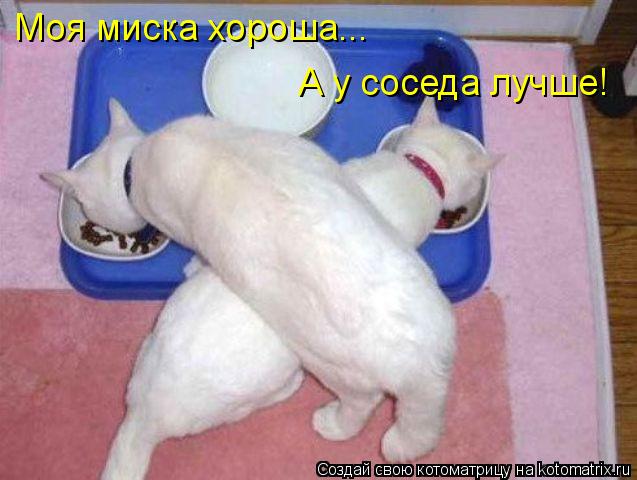 Моя миска хороша... А у соседа лучше!... Котоматрица: Моя миска хороша... А у соседа лучше!